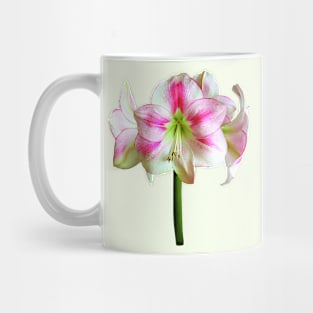 Pink and White Amaryllis Mug